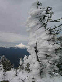 Mt. Jefferson from the summit of Black Butte