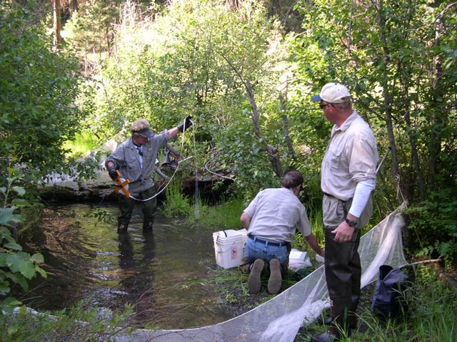 The pool portion of the sample has been finished. Jeanne is measuring the pool while the fish are prepared for processing.