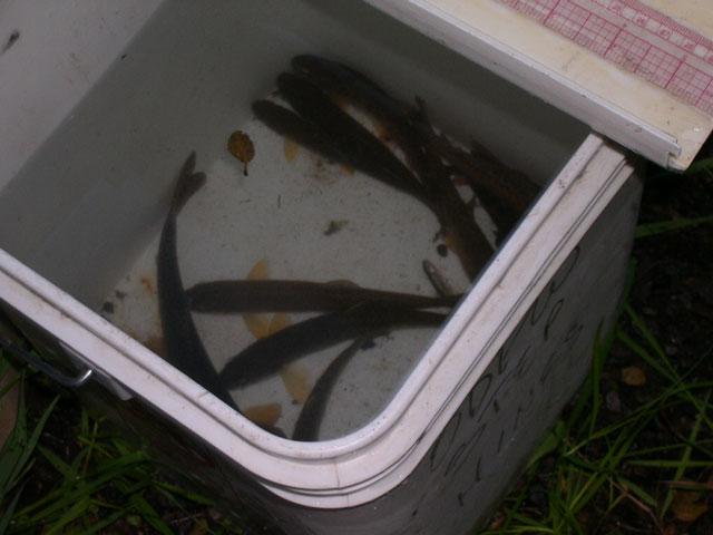 Juvenile steelhead found in this tiny pool