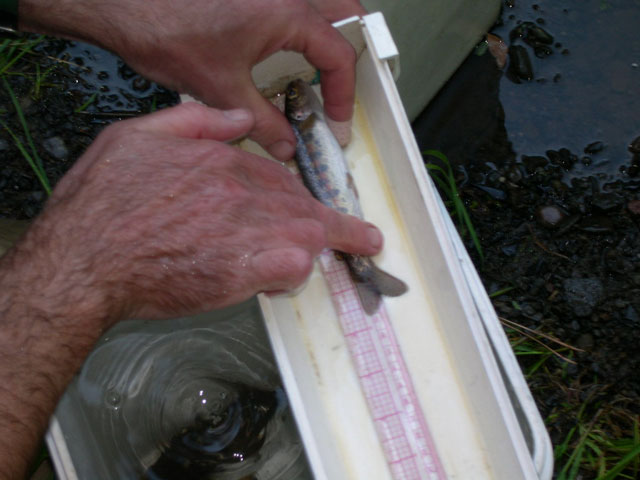 Measuring the steelhead