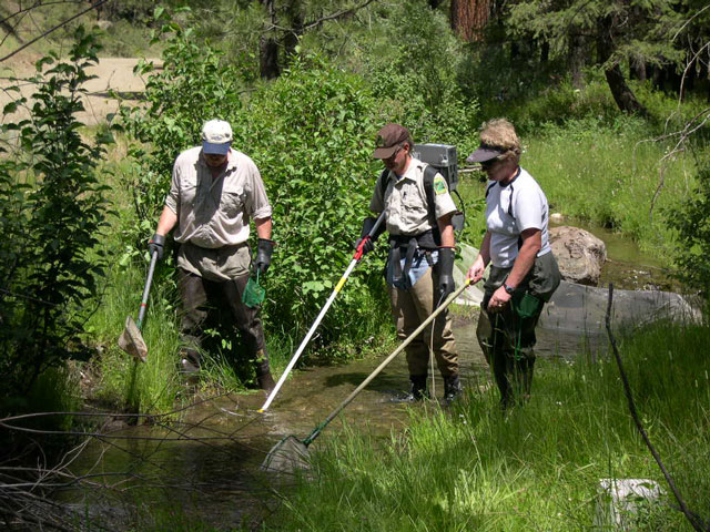 ODFW Biologist Jim Ruzycki collecting all the juveniles from the riffle adjoining the pool, team on the back pass