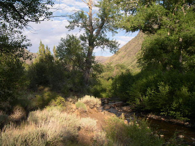 Big Indian Creek near the top of the Gorge