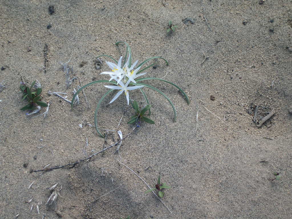 Desert lillies